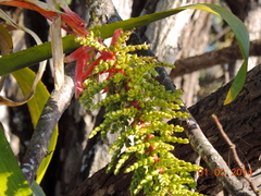Aechmea bracteata pacifica