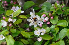 Bombus pascuorum