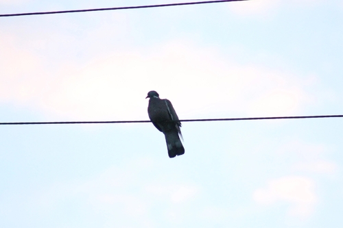 Common Wood-Pigeon