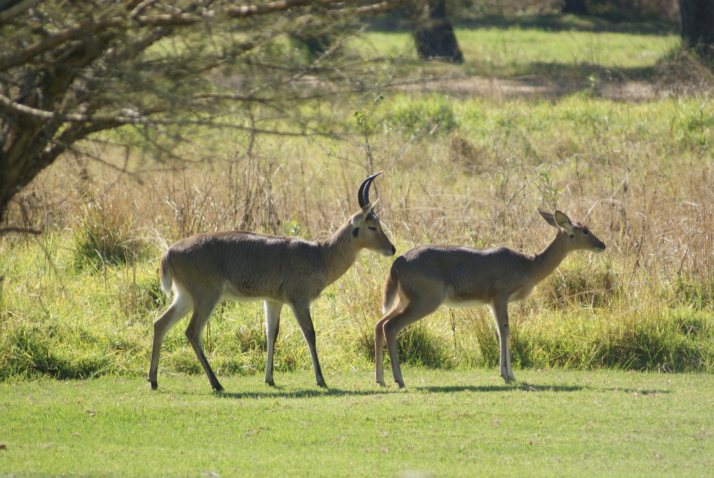 Redunca arundinum arundinum, uMgungundlovu District Municipality, South Africa, by byran2