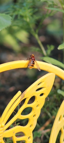 Hornet Mimic Hover Fly