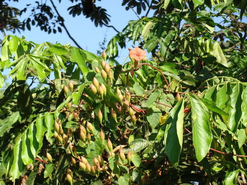 Operculina pteripes, photograph 4
