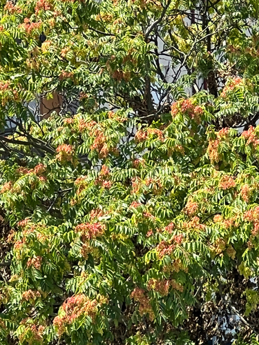 tree-of-heaven