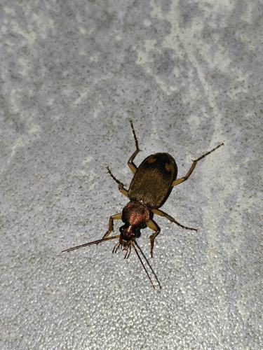 Chlaenius micans