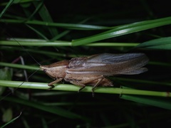 Xestophrys javanicus