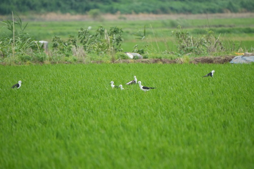 iNaturalist image