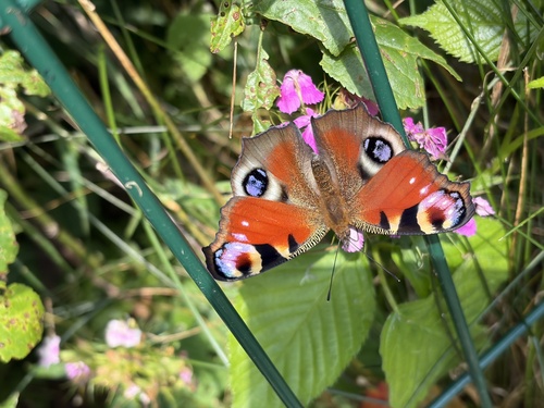 European Peacock Butterfly