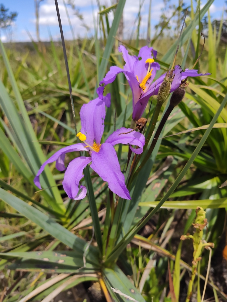 Vellozia glauca