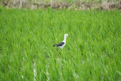 iNaturalist: (c) jiuwan2018, some rights reserved (CC BY-NC), uploaded by jiuwan2018 iNaturalist image