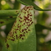 Puccinia antirrhini - Photo (c) Alexis, some rights reserved (CC BY), uploaded by Alexis