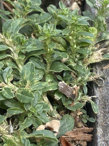 procumbent pigweed