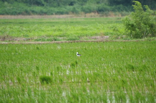 iNaturalist: (c) jiuwan2018, some rights reserved (CC BY-NC), uploaded by jiuwan2018 iNaturalist image