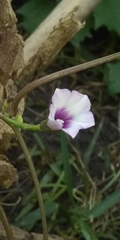 Ipomoea grandifolia