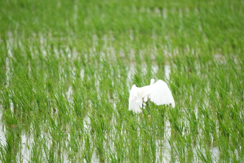 iNaturalist image