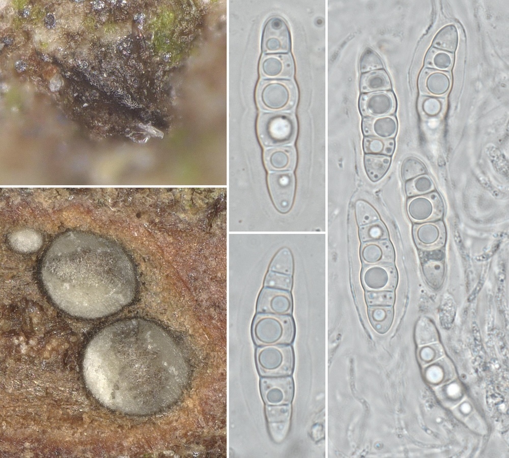 Lophiostoma massarioides