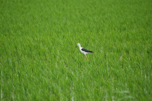 iNaturalist: (c) jiuwan2018, some rights reserved (CC BY-NC), uploaded by jiuwan2018 iNaturalist image