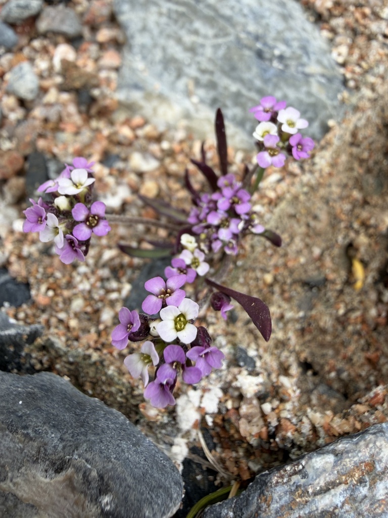 Neotorularia grubovii