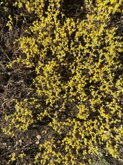 Sedum nuttallii
