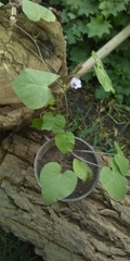 Ipomoea grandifolia