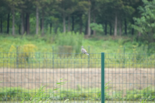 金背鳩