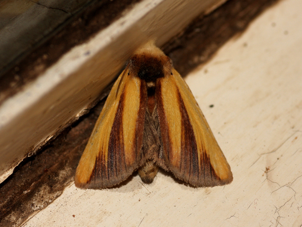 Antheua encausta