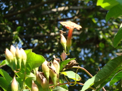 Operculina pteripes, photograph (c) Alexis López Hernández, some rights reserved (CC BY)