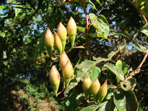Operculina pteripes, photograph 5