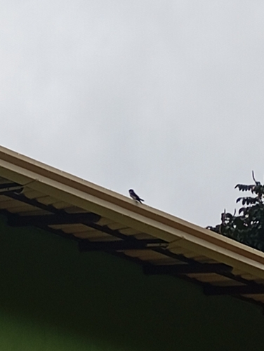 Blue-and-white Swallow