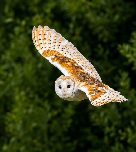 Western Barn Owl