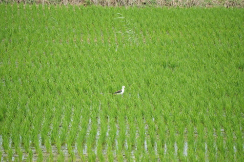 iNaturalist image