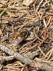 Cheilosia chrysocoma