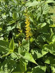 Baptisia sphaerocarpa