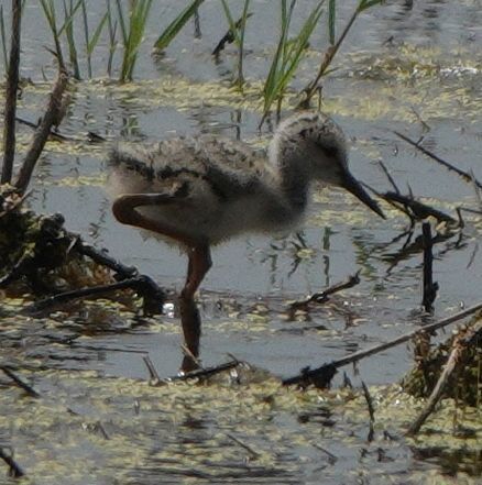 iNaturalist: (c) telemark, some rights reserved (CC BY-NC), uploaded by telemark iNaturalist image