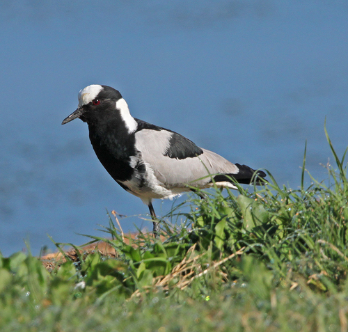 iNaturalist image