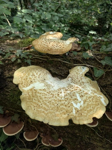 Dryad's Saddle