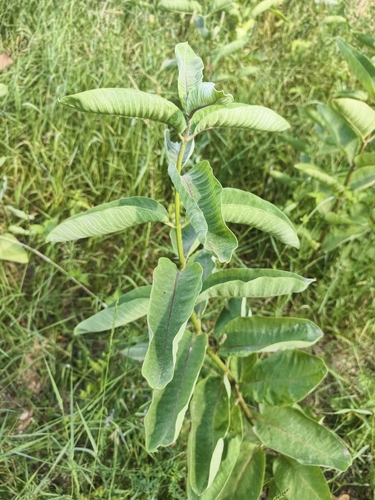 common milkweed