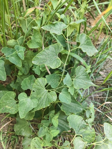 Birthwort