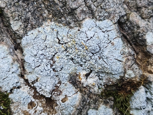 Pore lichen
