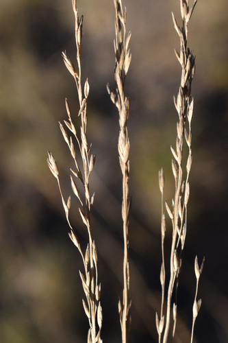 Triodia pungens observed 2026-05-20