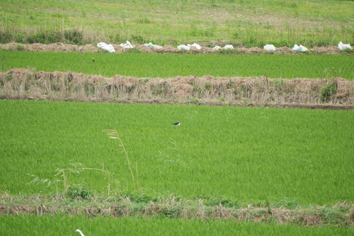 iNaturalist image