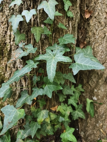 common ivy