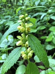 Lamium galeobdolon montanum