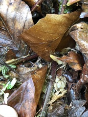 Lamium galeobdolon montanum