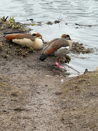 iNaturalist image
