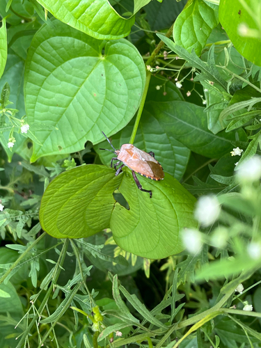 Pycanum ponderosum