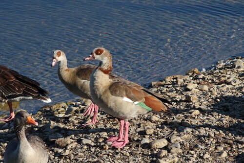 iNaturalist image