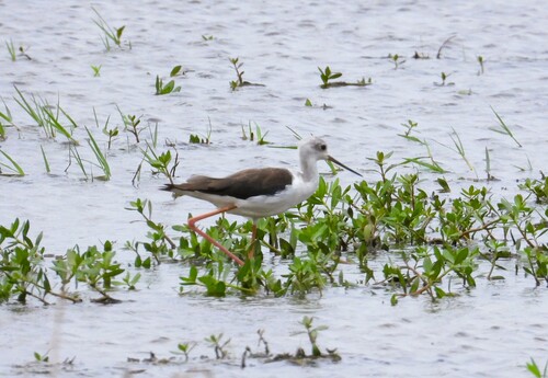 iNaturalist: (c) garlice99, some rights reserved (CC BY-NC), uploaded by garlice99 iNaturalist image