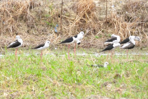 iNaturalist image