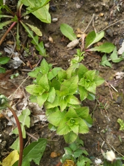 Platycodon grandiflorus