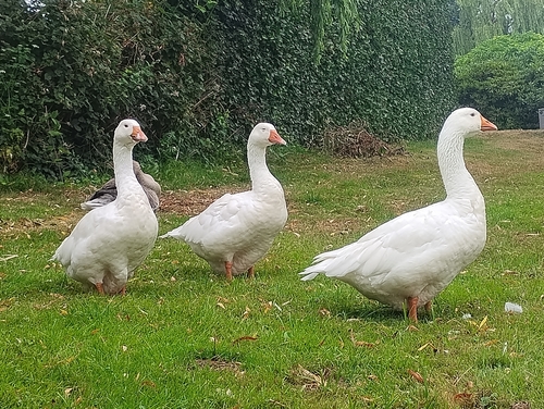 iNaturalist image